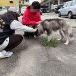 東勢虐犬案裁罰出爐！　中市動保處祭最重罰共22.5萬元、列飼養黑名單