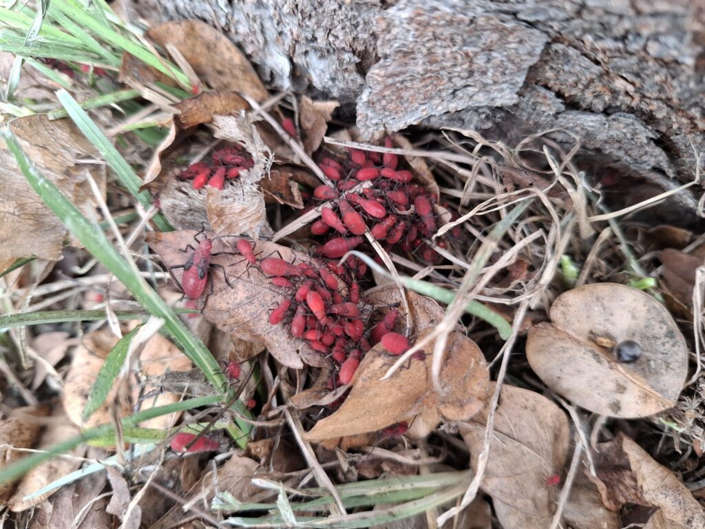 無害免驚慌! 中市農業局:紅姬緣椿象無攻擊性