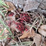 無害免驚慌! 中市農業局:紅姬緣椿象無攻擊性