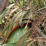 清明時節蛇來蛇去　「五要五不」保安康