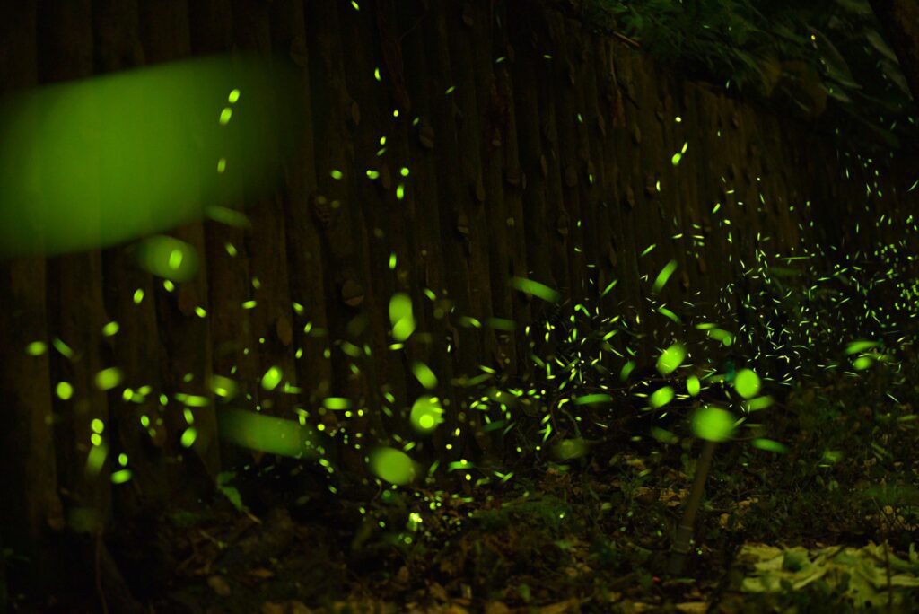 賞螢季將至 新北農業局邀民眾共探螢光秘境