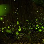 賞螢季將至 新北農業局邀民眾共探螢光秘境