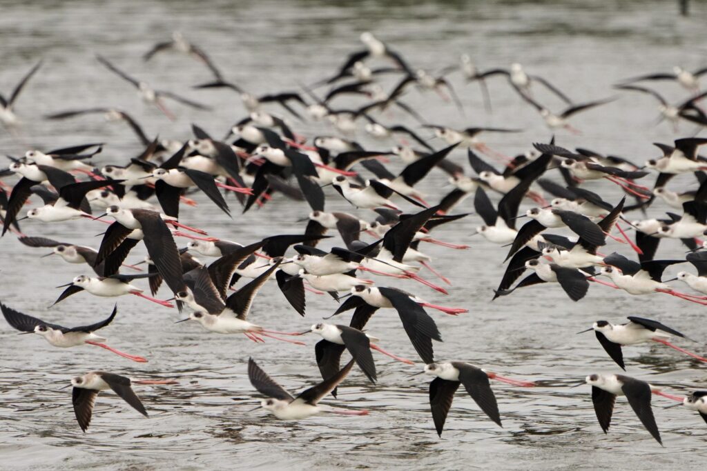 春天賞鳥季來臨-黑面琵鷺現蹤香山濕地