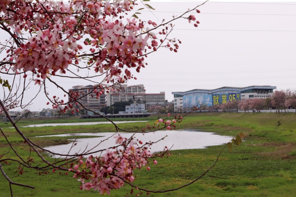 台南仁德滯洪池花旗木步道賞花正對時-中華醫大地利之便就近賞花開心拍照
