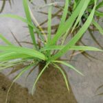 中部水稻出現葉稻熱病　中市農業局籲請稻農加強防治及管理