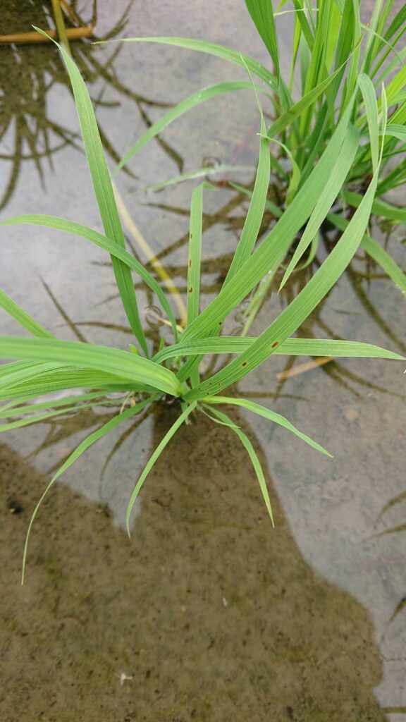 中部水稻出現葉稻熱病　中市農業局籲請稻農加強防治及管理