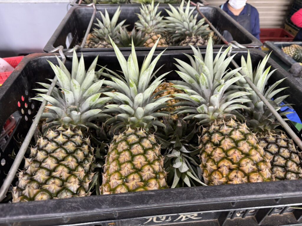 金鑽鳳梨甜度爆表　北農一週雙櫃搶攻神戶港