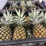 金鑽鳳梨甜度爆表 北農一週雙櫃搶攻神戶港