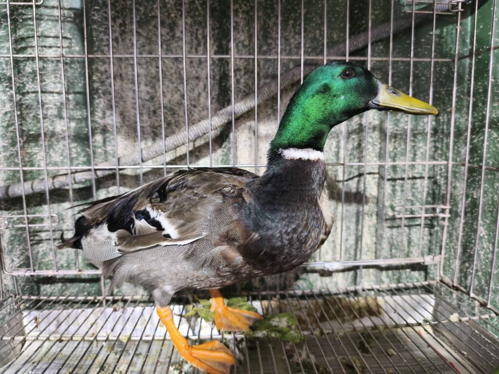 綠頭鴨鬧區迷途險象環生 -新北動保處救援帶牠脫險