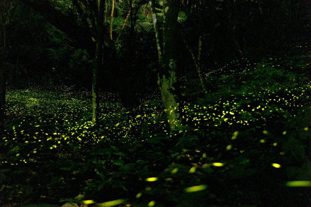 新北賞螢浪漫登場 -觀旅局推賞螢地圖攻略