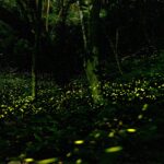 新北賞螢浪漫登場 -觀旅局推賞螢地圖攻略