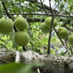 梅好時光　傅師傅觀光果園之旅