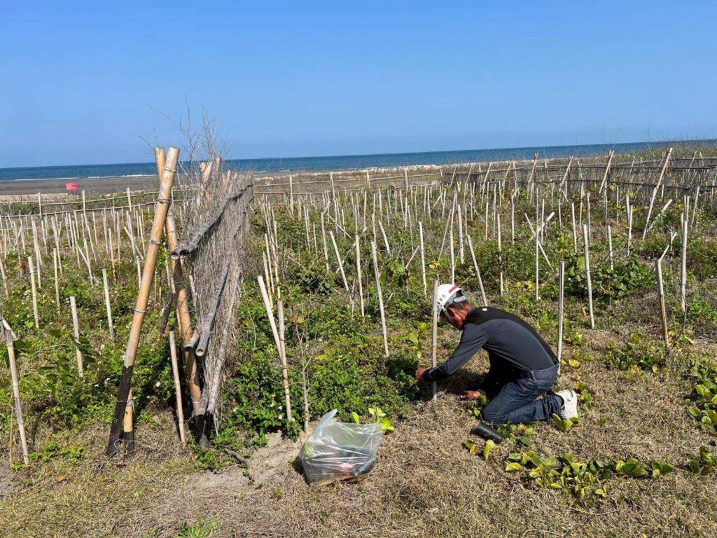 推動海岸生態復甦! 中市觀旅局揭大安海岸林復育成果