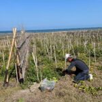 推動海岸生態復甦！　中市觀旅局揭大安海岸林復育成果