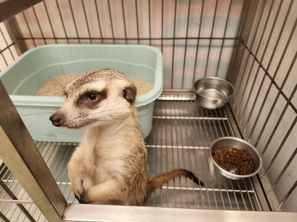 狐獴「丁滿」三芝逛大街　新北動保處獲報火速救援