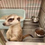 狐獴「丁滿」三芝逛大街　新北動保處獲報火速救援