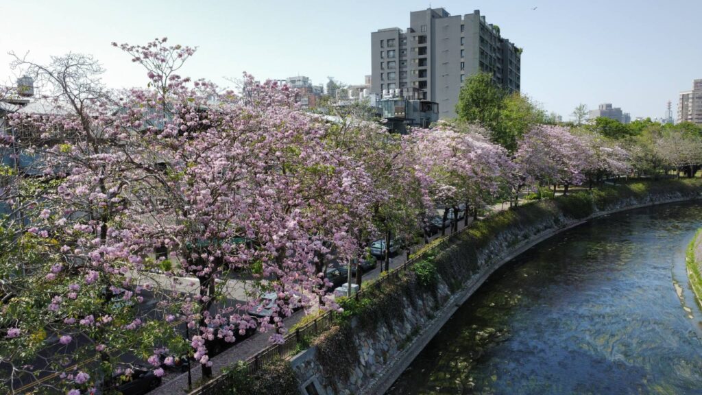 錯過等明年!洋紅風鈴木進入花期尾聲 中市水利局邀您把握春日最美一幕