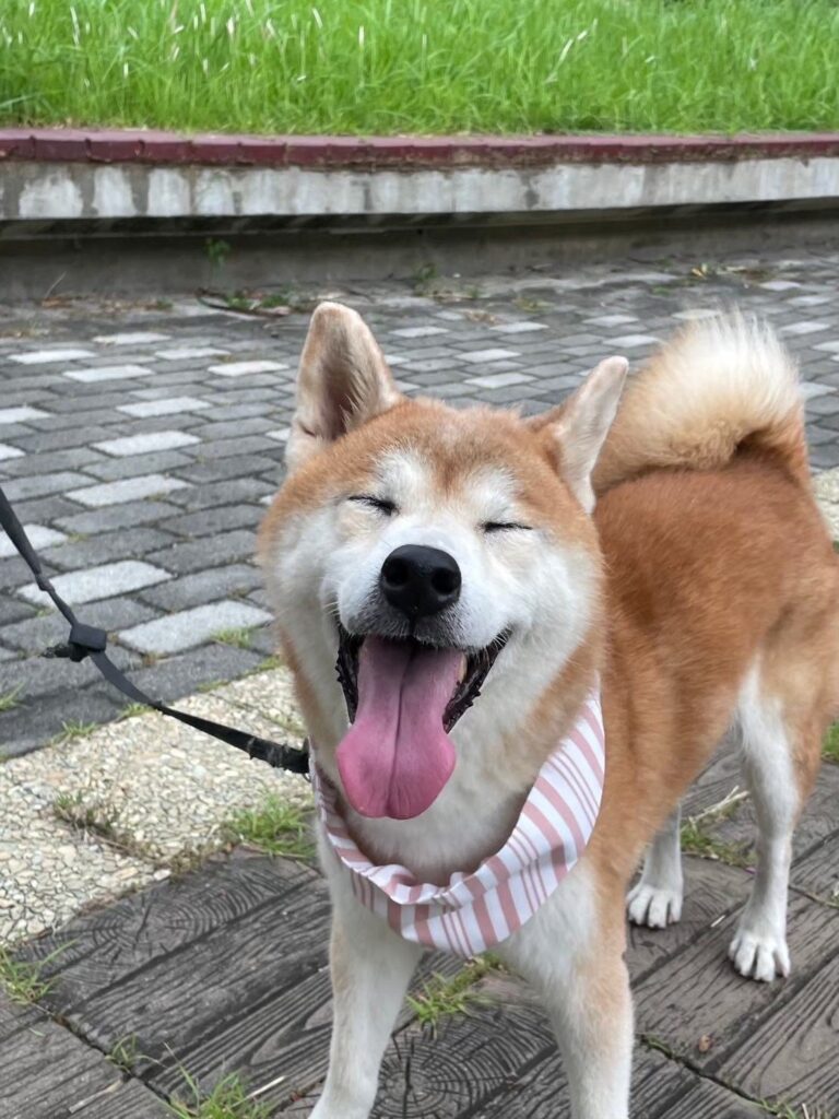 搶攻毛經濟！廢布改造寵物衣　中市社創基地培力逢甲女大生斜槓創業