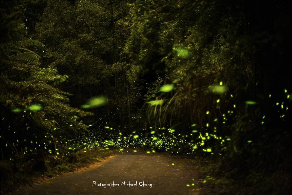 螢光之夜等你來! 台中東勢軟埤坑生態螢火蟲季登場