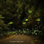 螢光之夜等你來！　台中東勢軟埤坑生態螢火蟲季登場