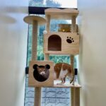 夢幻的瑞芳動物之家啟用　侯友宜：提供犬貓舒適收容環境