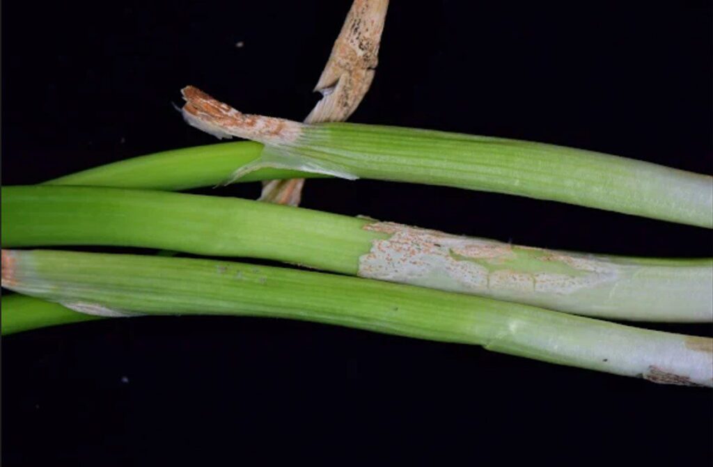 預防青蔥捲葉型炭疽病 中市府籲請蔥農加強防治及管理