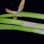 預防青蔥捲葉型炭疽病　中市府籲請蔥農加強防治及管理