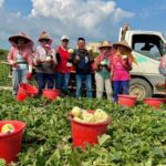 高雄瓜果豐收上市　初夏吃瓜正對時