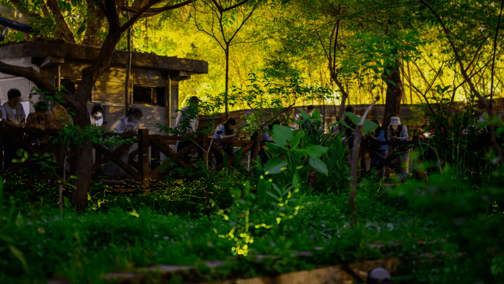 北市螢火蟲季進入尾聲　把握最後賞螢良機