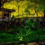 北市螢火蟲季進入尾聲　把握最後賞螢良機