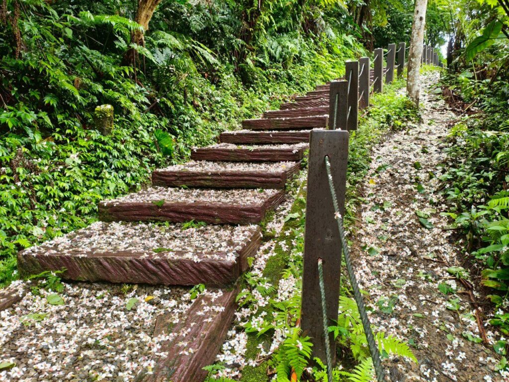 油桐花季夢幻登場　新北推土城三大賞花點