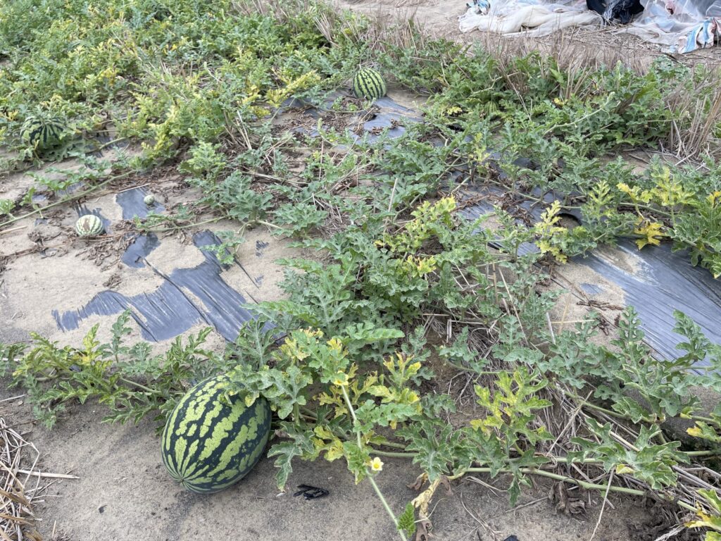 中市大肚區及龍井區西瓜災損-　5/16前可申請現金救助