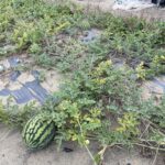 中市大肚區及龍井區西瓜災損- 5/16前可申請現金救助