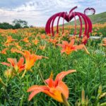 賞金針花、向日葵不必跑花東！　中市后里環保公園花海掀起賞花熱潮