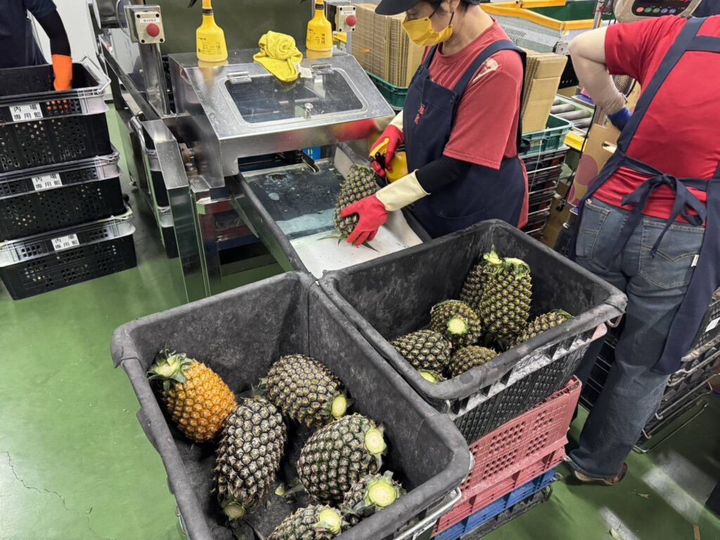 北農再創外銷佳績 第11櫃鳳梨航向日本九州市場