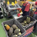 北農再創外銷佳績 第11櫃鳳梨航向日本九州市場