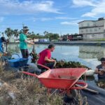 讓水雉與草鴞「安居樂業」守護農地　「生態給付」獎勵補助啟動-歡迎農民申請
