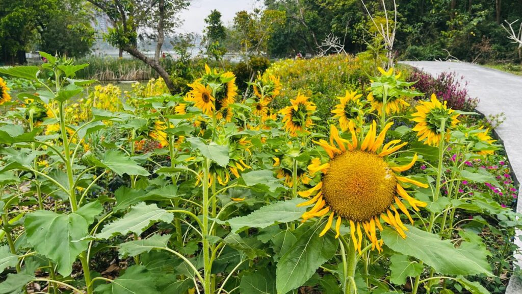 高雄澄清湖祕境探訪:澄清湖的綠色奇蹟──走進花與蝶的生態池樂園