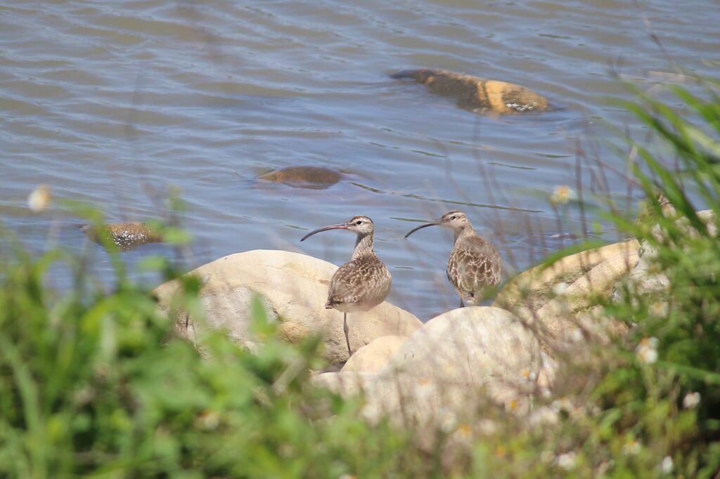 探索高美濕地生態多樣性　中市農業局免費體驗活動5/14起開放報名