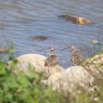 探索高美濕地生態多樣性　中市農業局免費體驗活動5/14起開放報名