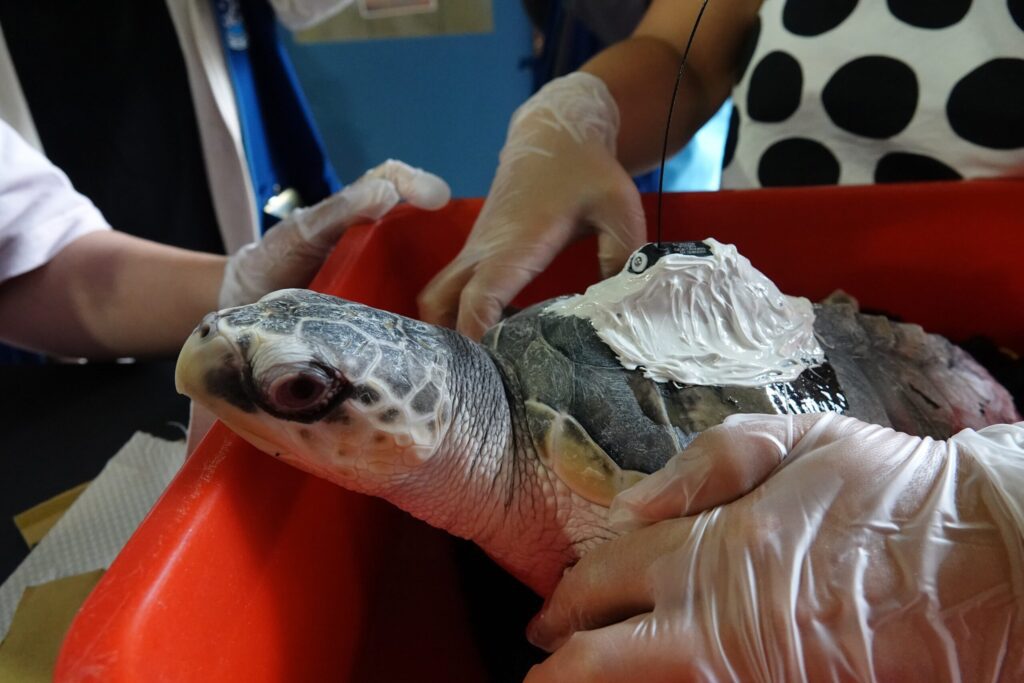 欖蠵龜-葡小龜傷癒 新北動保處護送回歸大海