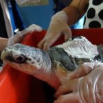 欖蠵龜-葡小龜傷癒　新北動保處護送回歸大海　