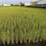 水稻不青割　品質好收益佳