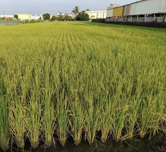 水稻不青割　品質好收益佳