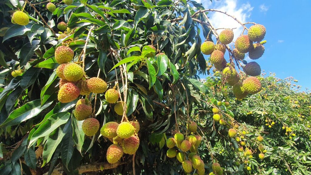 夏日最甜美的期待　「高雄首選電商平台」玉荷包禮盒甜蜜開賣！