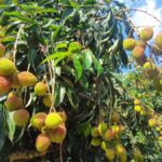 夏日最甜美的期待　「高雄首選電商平台」玉荷包禮盒甜蜜開賣！