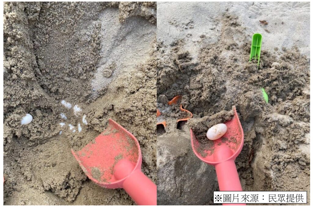 台中豐樂公園驚見斑龜產卵！　建設局擬設「烏龜友善產房」營造友善棲地