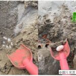 台中豐樂公園驚見斑龜產卵！　建設局擬設「烏龜友善產房」營造友善棲地