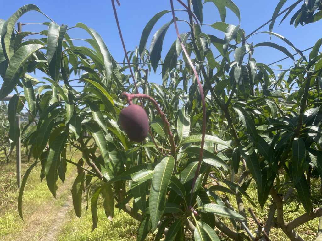 低溫造成中市改良種芒果災損- 6/5前可申請現金救助