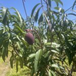 低溫造成中市改良種芒果災損-　6/5前可申請現金救助